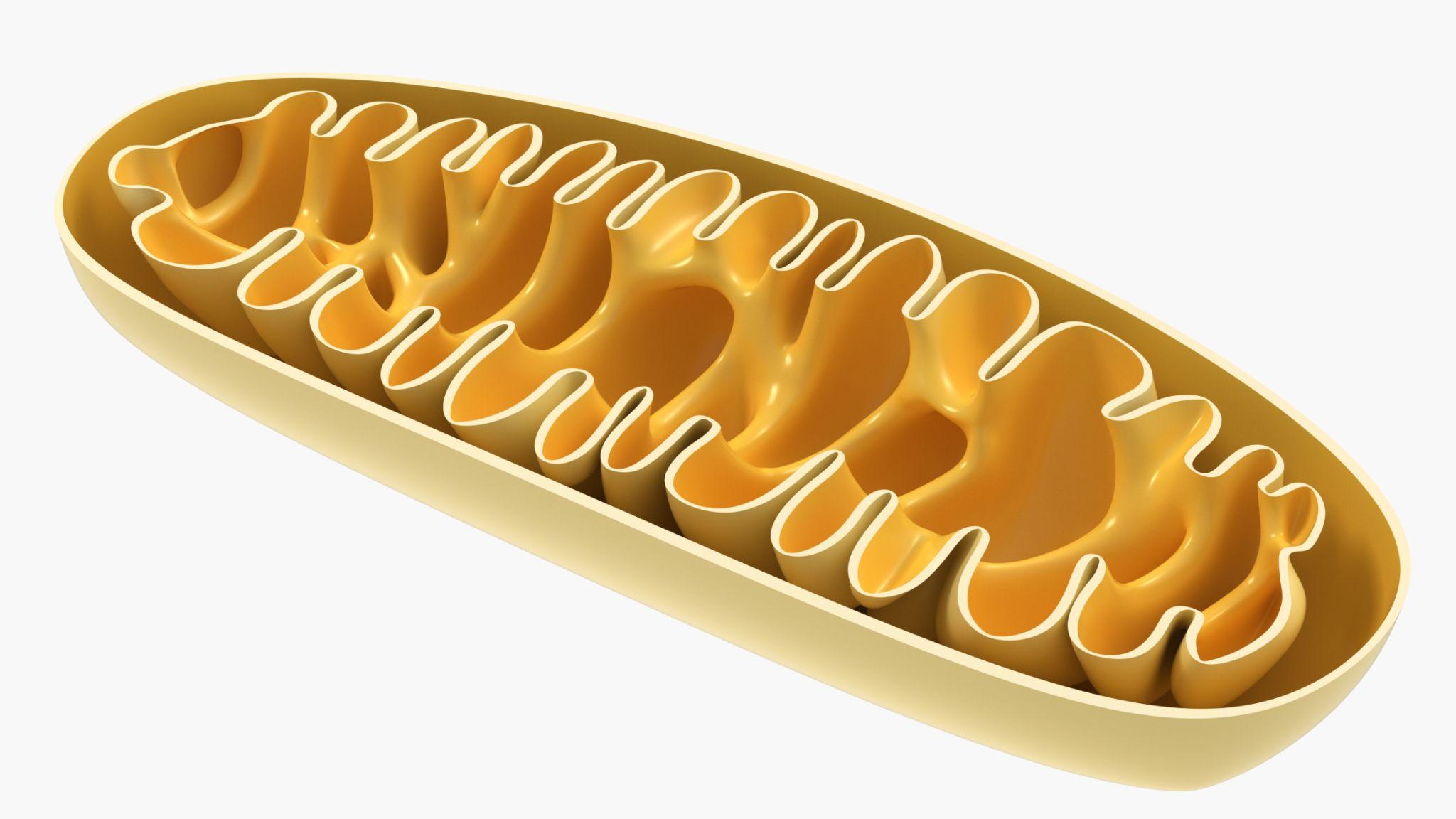 Cellular NAD+ pathways and PARP-mediated consumption with age