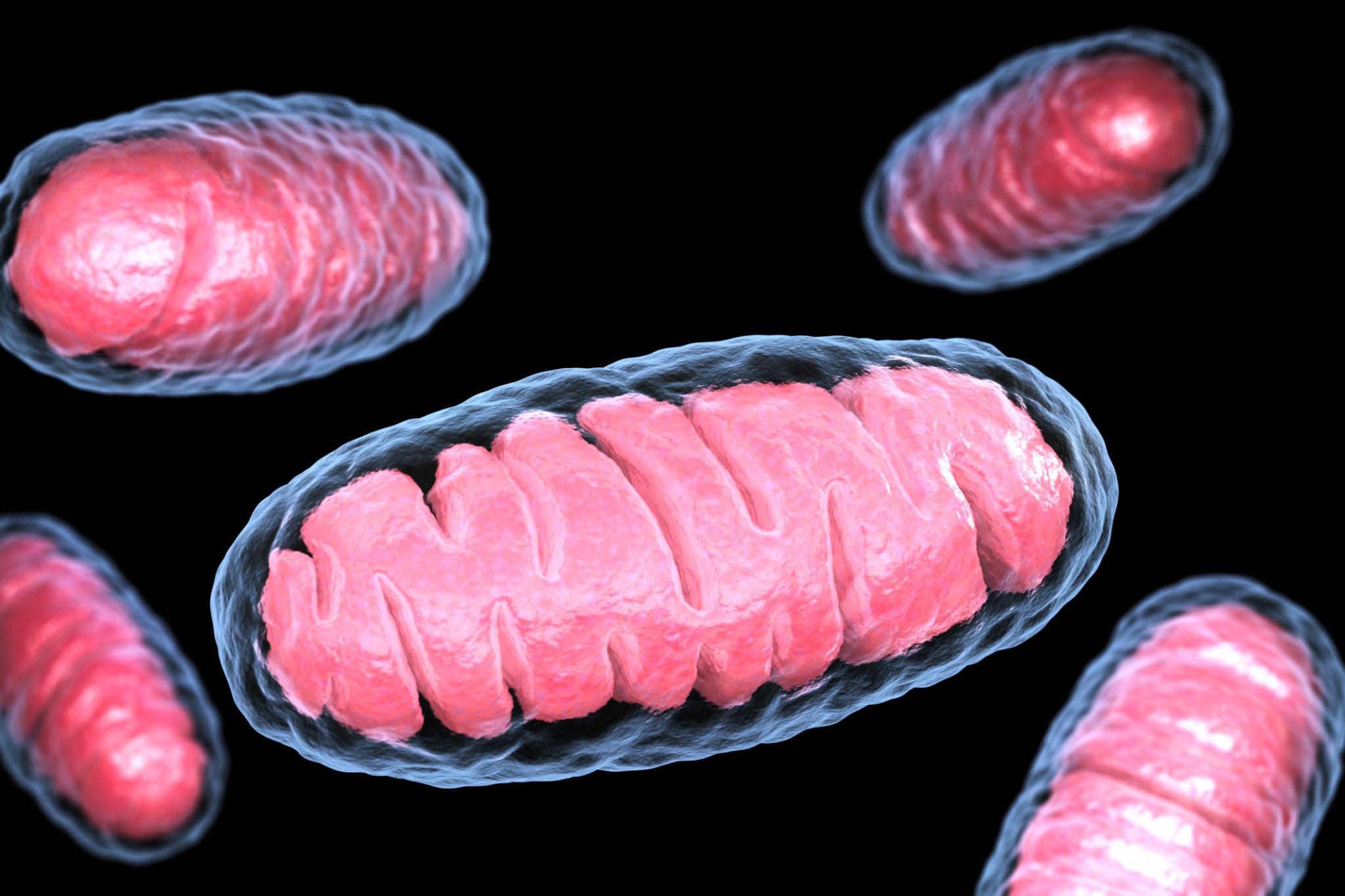 Beginner guide to NAD+ molecule and longevity science